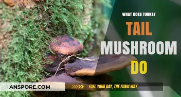 Turkey Tail Mushroom Benefits: Immune Support, Health Uses, and Effects