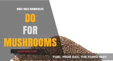 Vermiculite's Role in Mushroom Cultivation: Benefits and Uses Explained