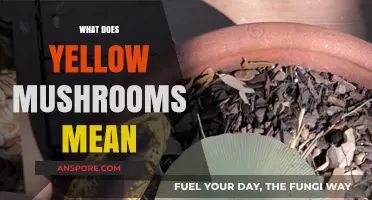 Yellow Mushrooms: What Do They Mean?