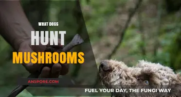 Dogs Sniff Out Mushrooms: What's the Appeal?
