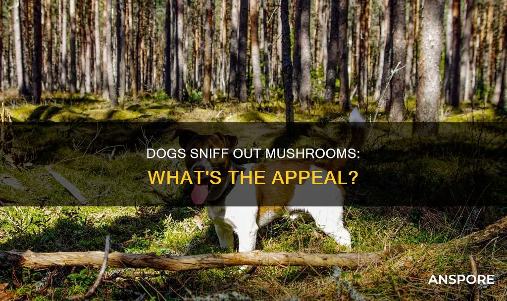 what dogs hunt mushrooms