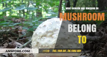 Mushrooms' Classification: Unveiling Their Domain and Kingdom in Nature
