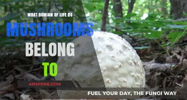 Unveiling the Domain: Where Do Mushrooms Fit in the Tree of Life?