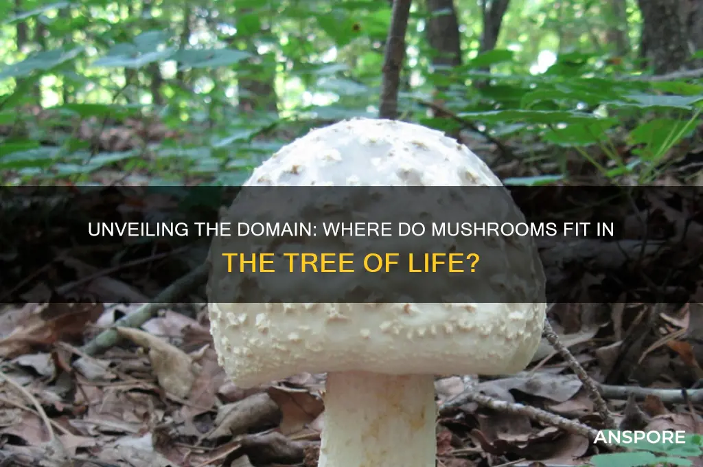 what domain of life do mushrooms belong to