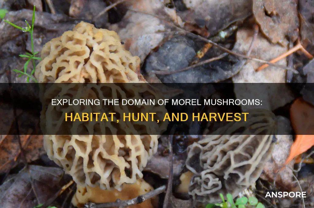 what domane is the morel mushroom