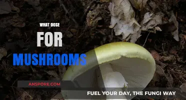 Magic Mushroom Dosing: A Beginner's Guide