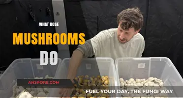 Mushrooms: Superfood or Super-Poisonous?