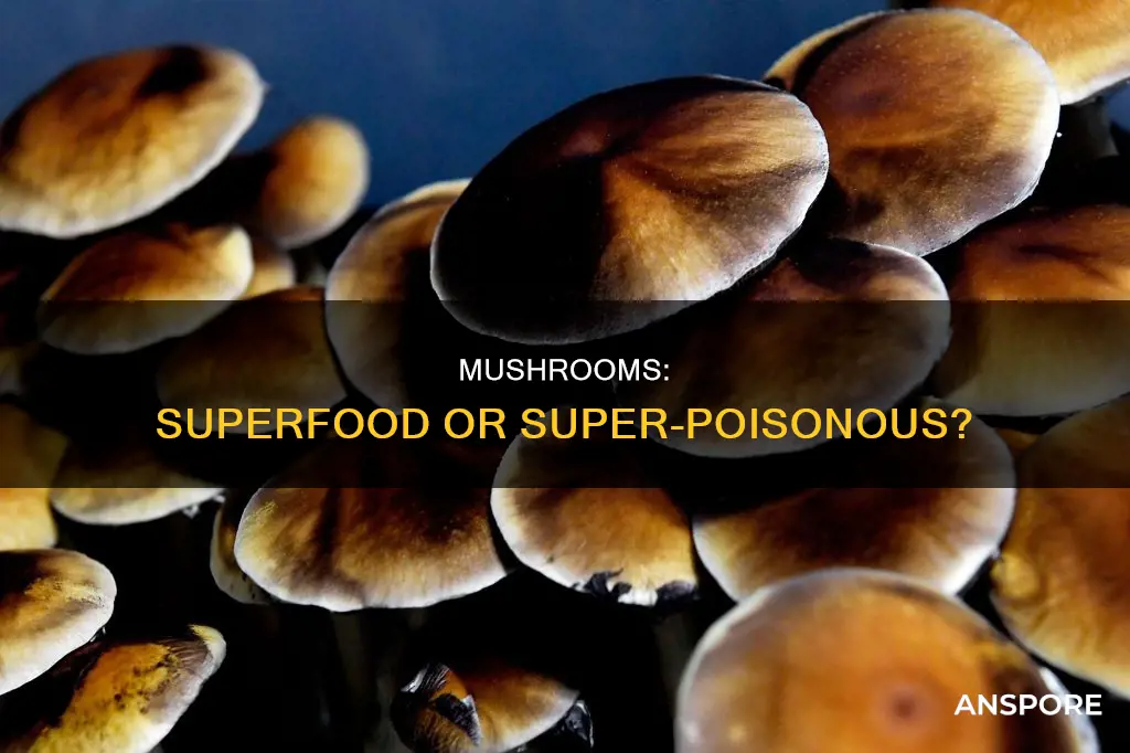 what dose mushrooms do