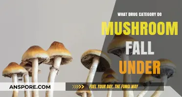 Understanding Psilocybin: The Drug Category Mushrooms Belong To