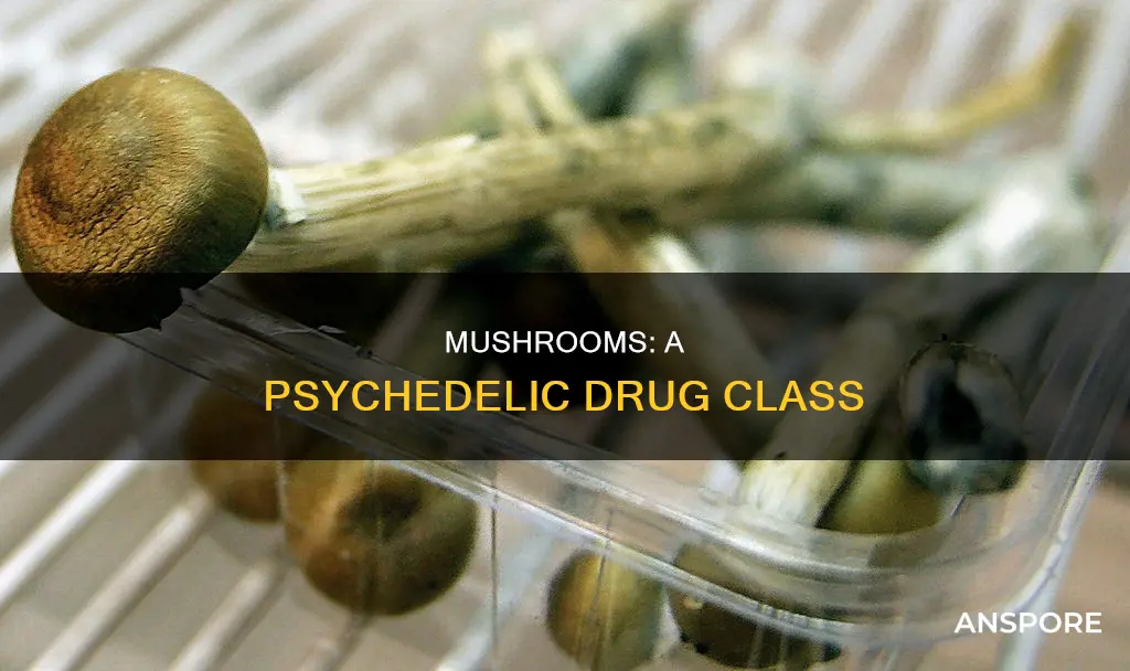 what drug class are mushrooms