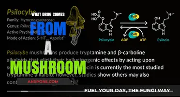 Mushroom-Derived Drugs: Unveiling Nature's Hidden Medicinal Treasures