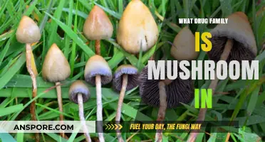 Exploring Psilocybin: The Drug Family Mushrooms Belong To