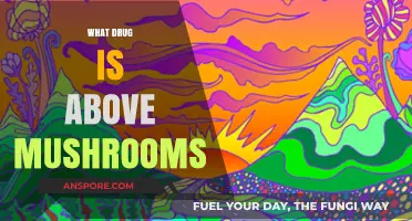 Psychedelics: Exploring the Spectrum Beyond Magic Mushrooms