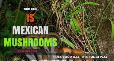 Mexican Mushrooms: The Truth About This Drug