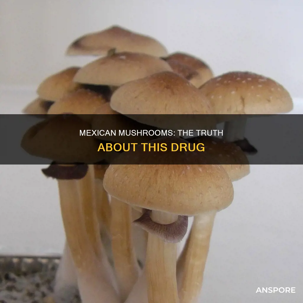 what drug is mexican mushrooms