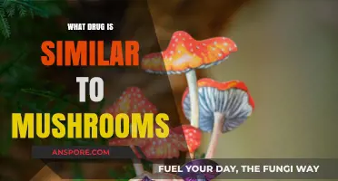 Exploring Psychedelic Alternatives: Drugs Similar to Magic Mushrooms
