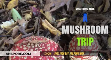 Effective Drugs to Safely Stop a Mushroom Trip: Expert Insights