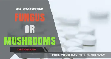 Fungal Pharmacy: Exploring Drugs Derived from Mushrooms and Fungi
