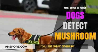 Can Police Dogs Detect Psilocybin Mushrooms? Exploring K9 Drug Detection Limits