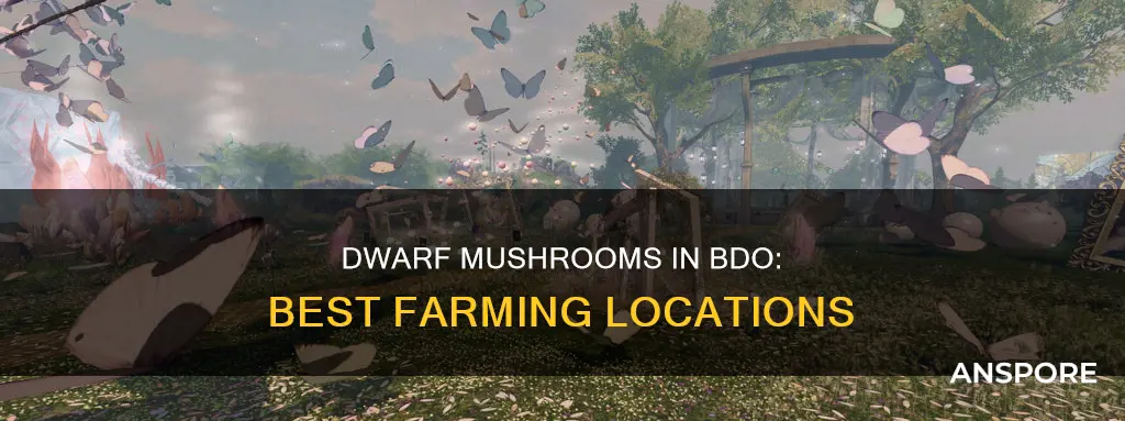what dwarf mushroom for bdo