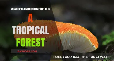 Tropical Forest Mushroom Eaters: Unveiling the Creatures That Feast on Fungi