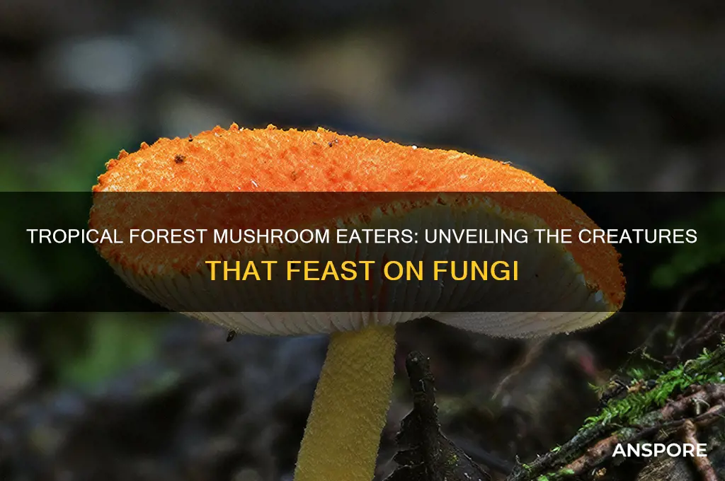 what eats a mushroom that is in a tropical forest