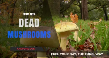 Nature's Cleanup Crew: Exploring Creatures That Feed on Dead Mushrooms