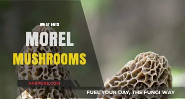 Discovering Morel Mushroom Predators: Who Feeds on These Delicacies?