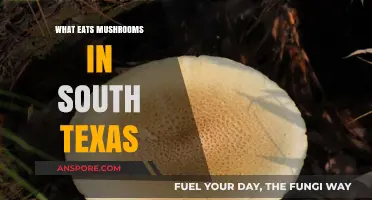 South Texas Mushroom Eaters: Unveiling the Unique Wildlife Diet