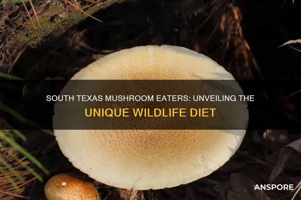 what eats mushrooms in south texas