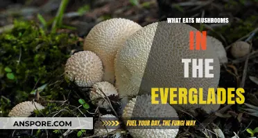 Everglades Mushroom Eaters: Unveiling the Fungus-Feasting Creatures of the Wetlands
