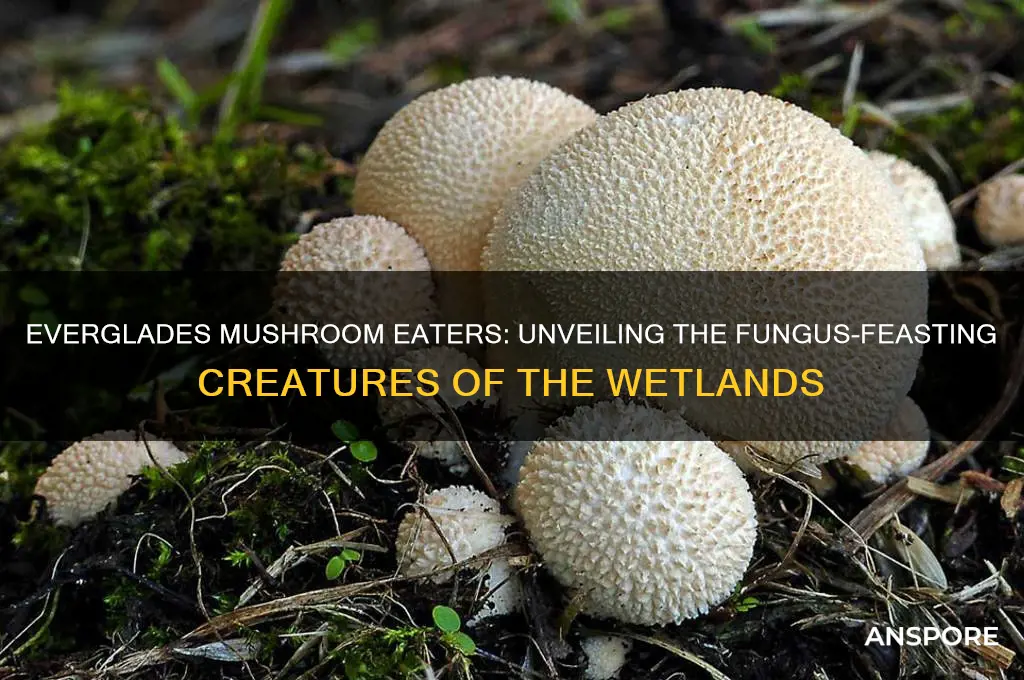 what eats mushrooms in the everglades
