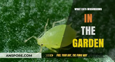 Garden Mushroom Predators: Unveiling Creatures That Feast on Fungi