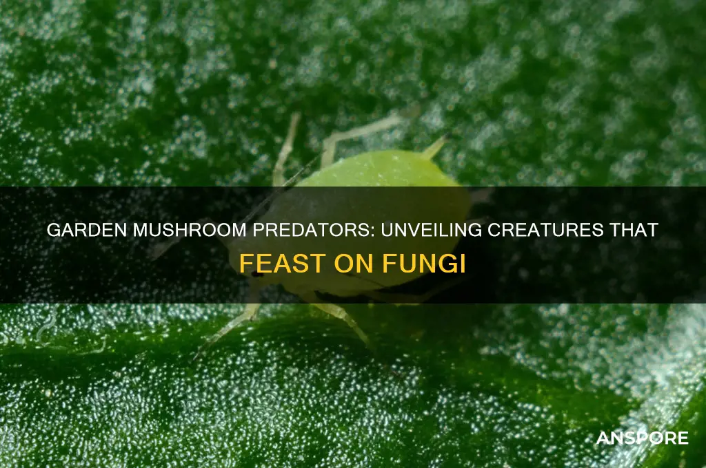 what eats mushrooms in the garden