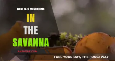 Savanna Mushroom Predators: Uncovering the Creatures That Feast on Fungi