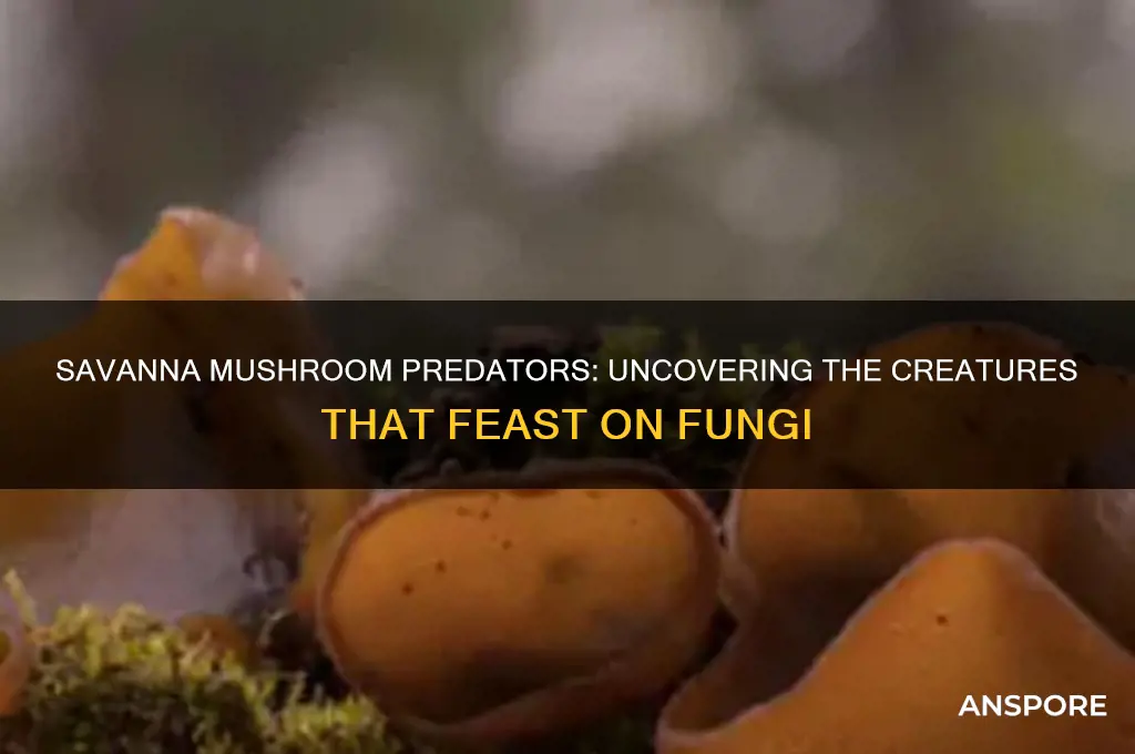 what eats mushrooms in the savanna
