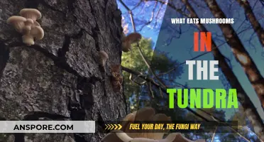 Tundra's Hidden Feast: Unveiling Mushroom Predators in Arctic Ecosystems