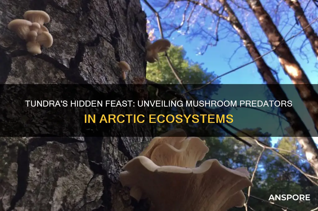 what eats mushrooms in the tundra