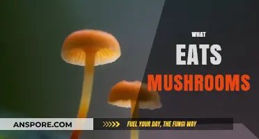 Exploring Nature's Mushroom Eaters: Creatures That Feast on Fungi