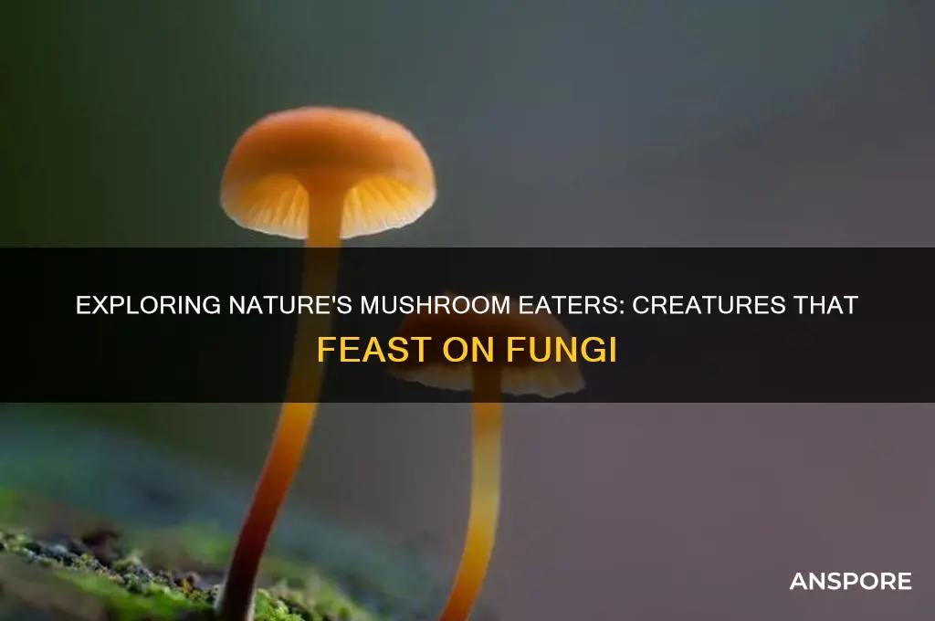 what eats mushrooms