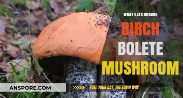 Discover the Surprising Predators of the Orange Birch Bolete Mushroom
