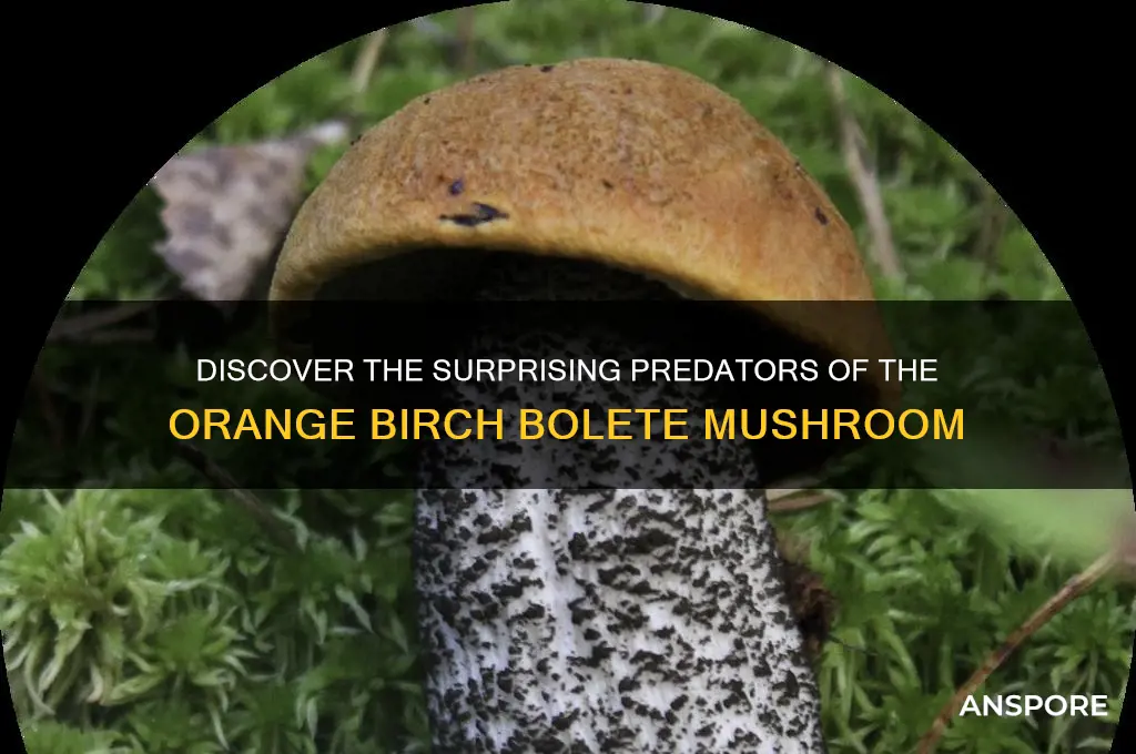 what eats orange birch bolete mushroom