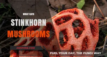 Unveiling Stinkhorn Mushroom Predators: Surprising Creatures That Feast on Fungus