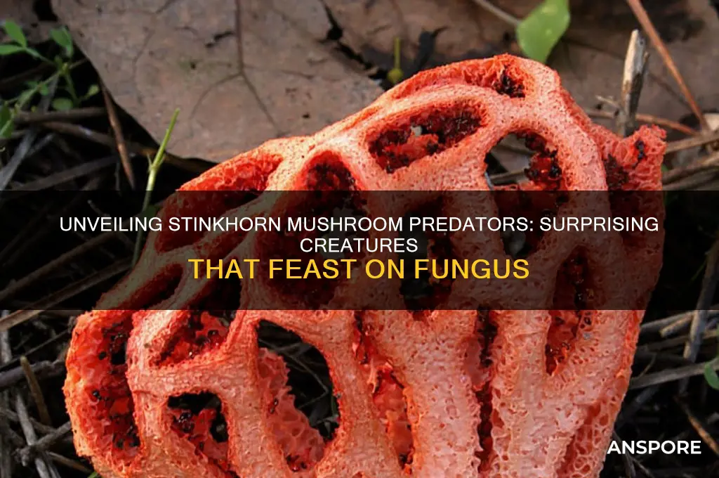 what eats stinkhorn mushrooms