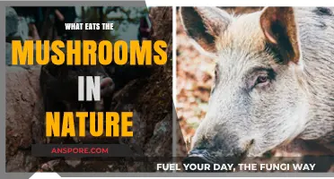 Nature's Mushroom Eaters: Exploring Creatures That Feast on Fungi