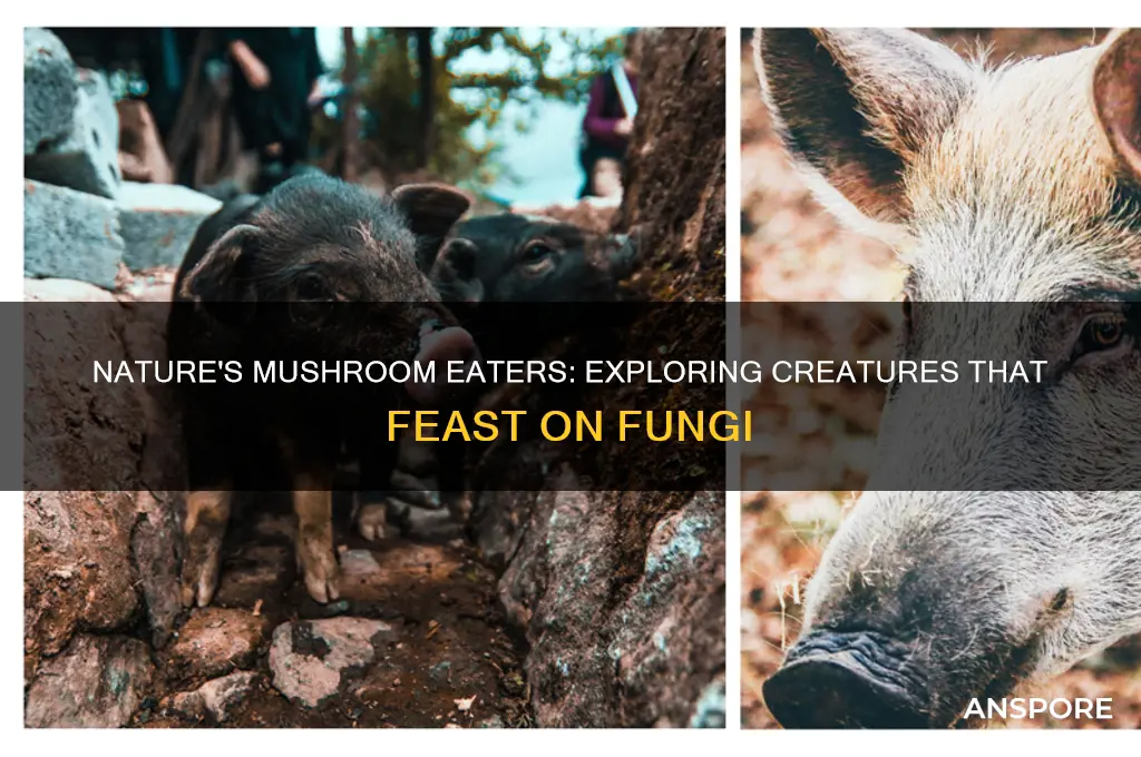 what eats the mushrooms in nature