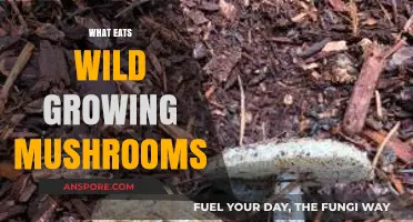 Exploring Nature's Foragers: Who Feasts on Wild Mushrooms?