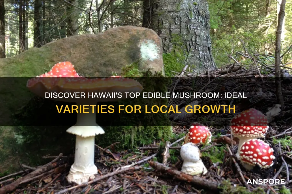 what edible mushroom grows best in hawaii
