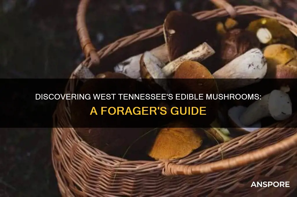 what edible mushrooms are in west tennessee