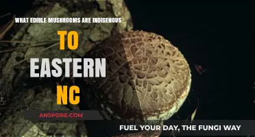 Discovering Eastern NC's Indigenous Edible Mushrooms: A Forager's Guide